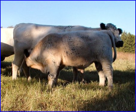 British White Cow and Bull Calf
