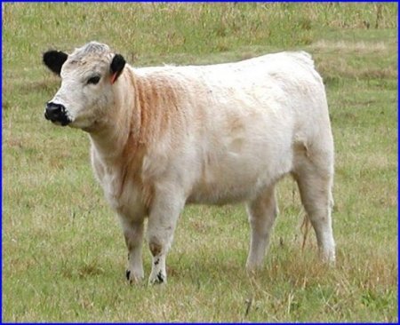 Yerling Heifer - British White Cattle