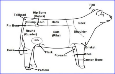 British White Beef Cattle Body Parts Illustrated