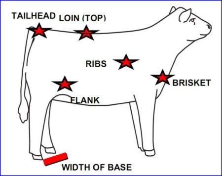 British White Cattle Fat Condition Illustrated