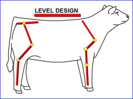 British White Cattle Correct Structure Illustrated
